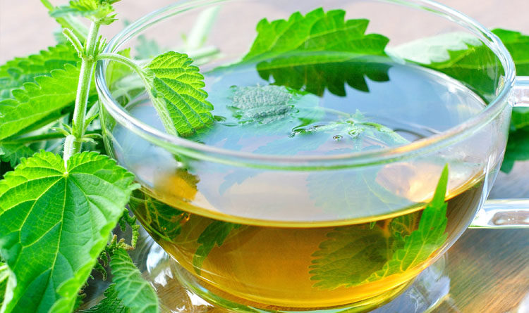 Does nettle make your hair grow?